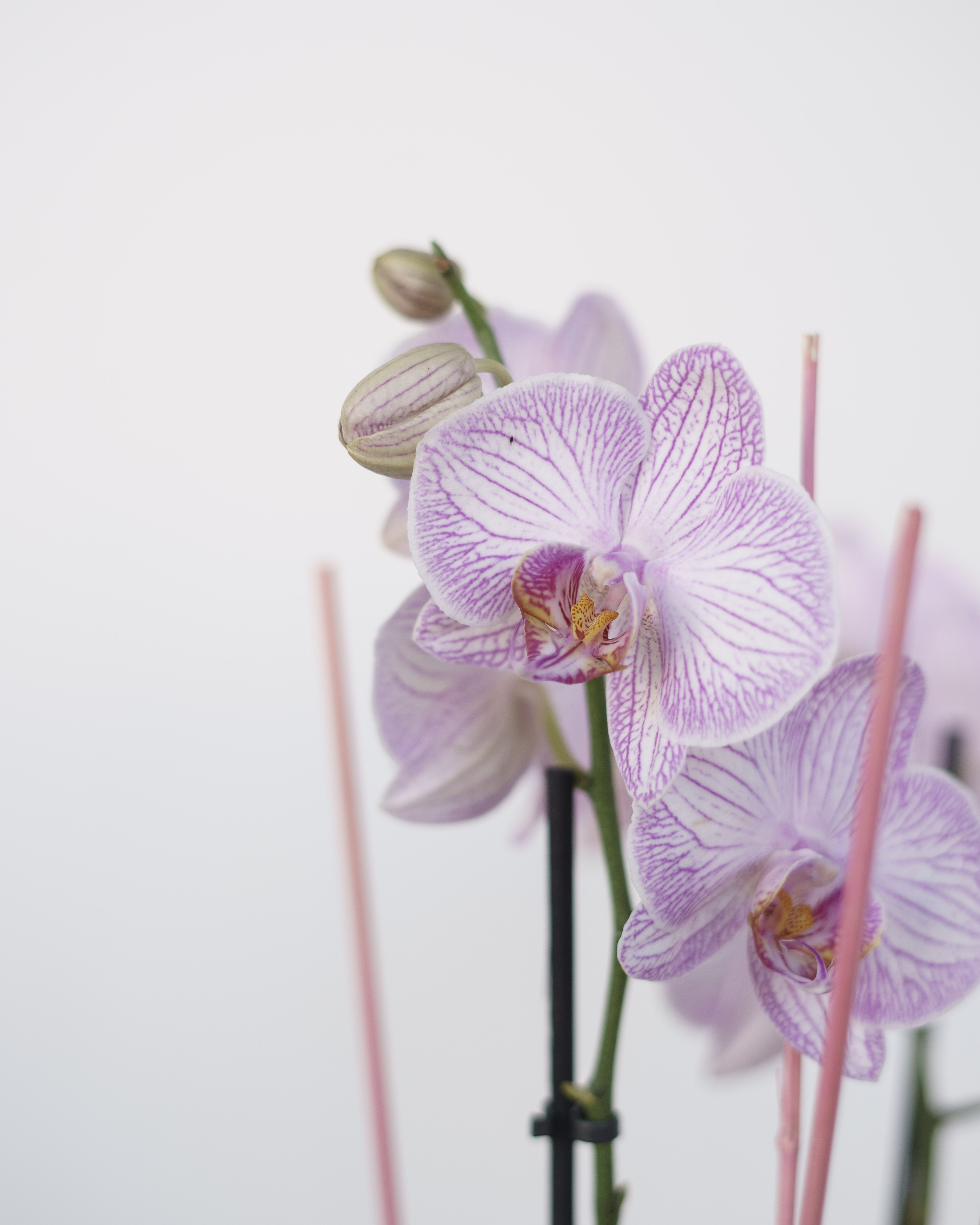 pastellfarbene Orchidee